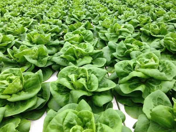 Greenhouse Grown Lettuce