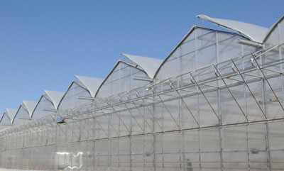 gutter connected open poly greenhouse