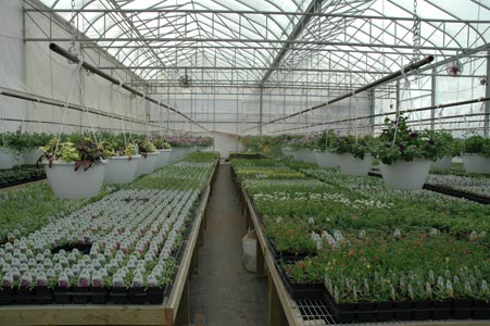 Greenhouse Rooms