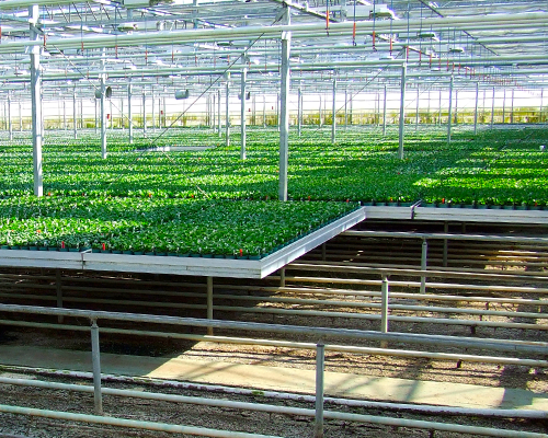 A Propagation Plan For A Commercial Nursery