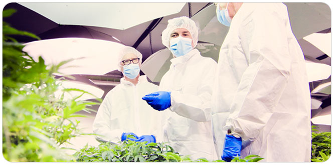 Michael Camplin, inside a Canadian medical marijuana warehouse that was installed with an integrated growing system by GGS