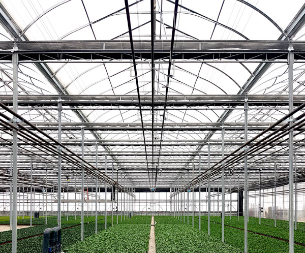 Gutter Connected Greenhouse