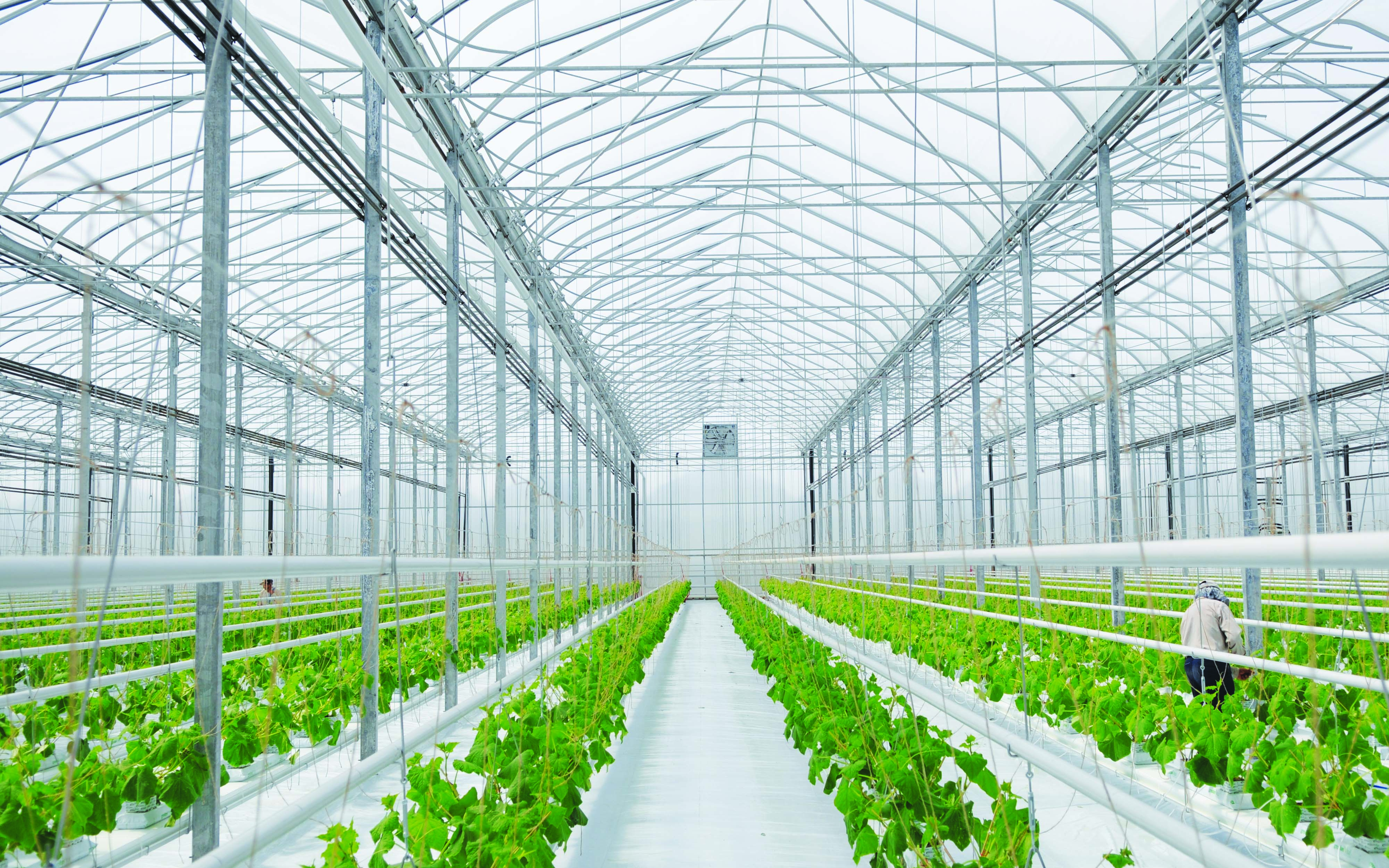 How Does CO2 Control Impact Crop Yield In Closed-Loop Greenhouses?  