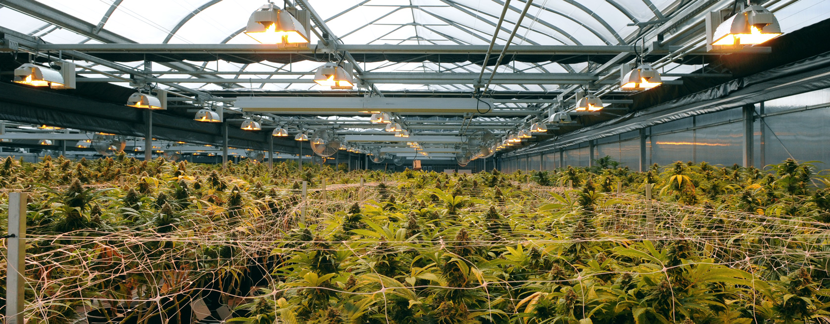 inside a cannabis greenhouse