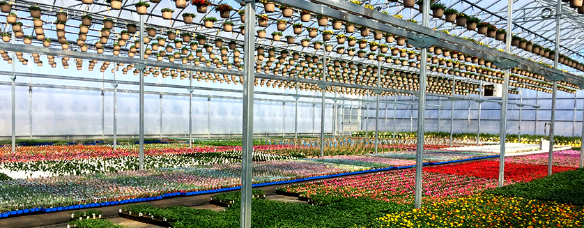 Horticulture outlook