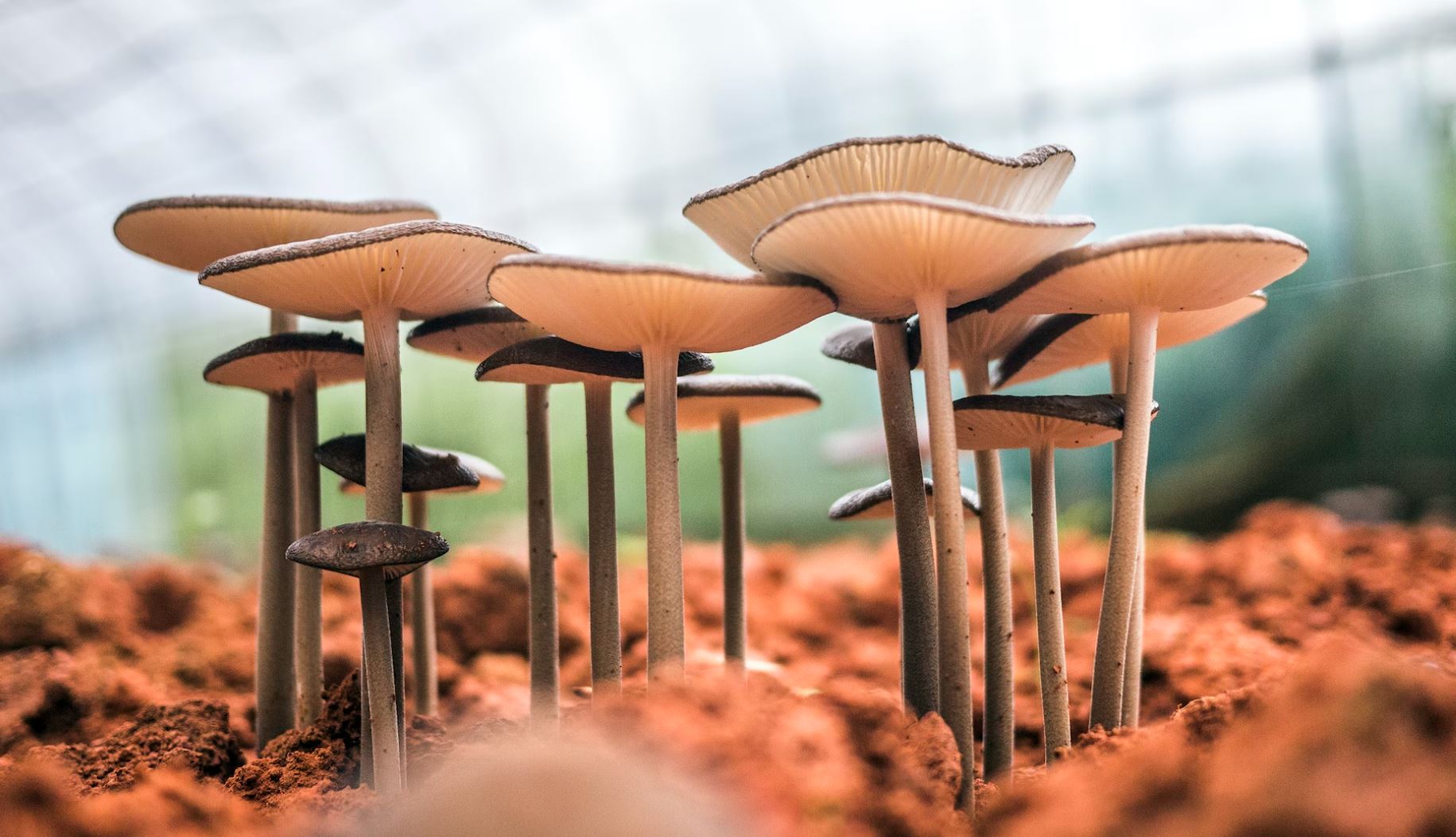 Advantages of Cultivating Mushrooms in a Greenhouse