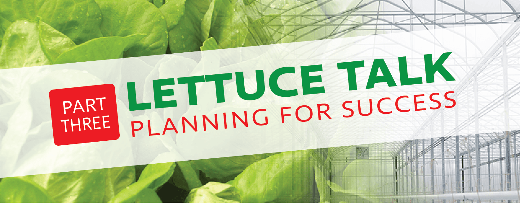 Pulling the Plan Together for Successful Lettuce Growing in Greenhouse Production