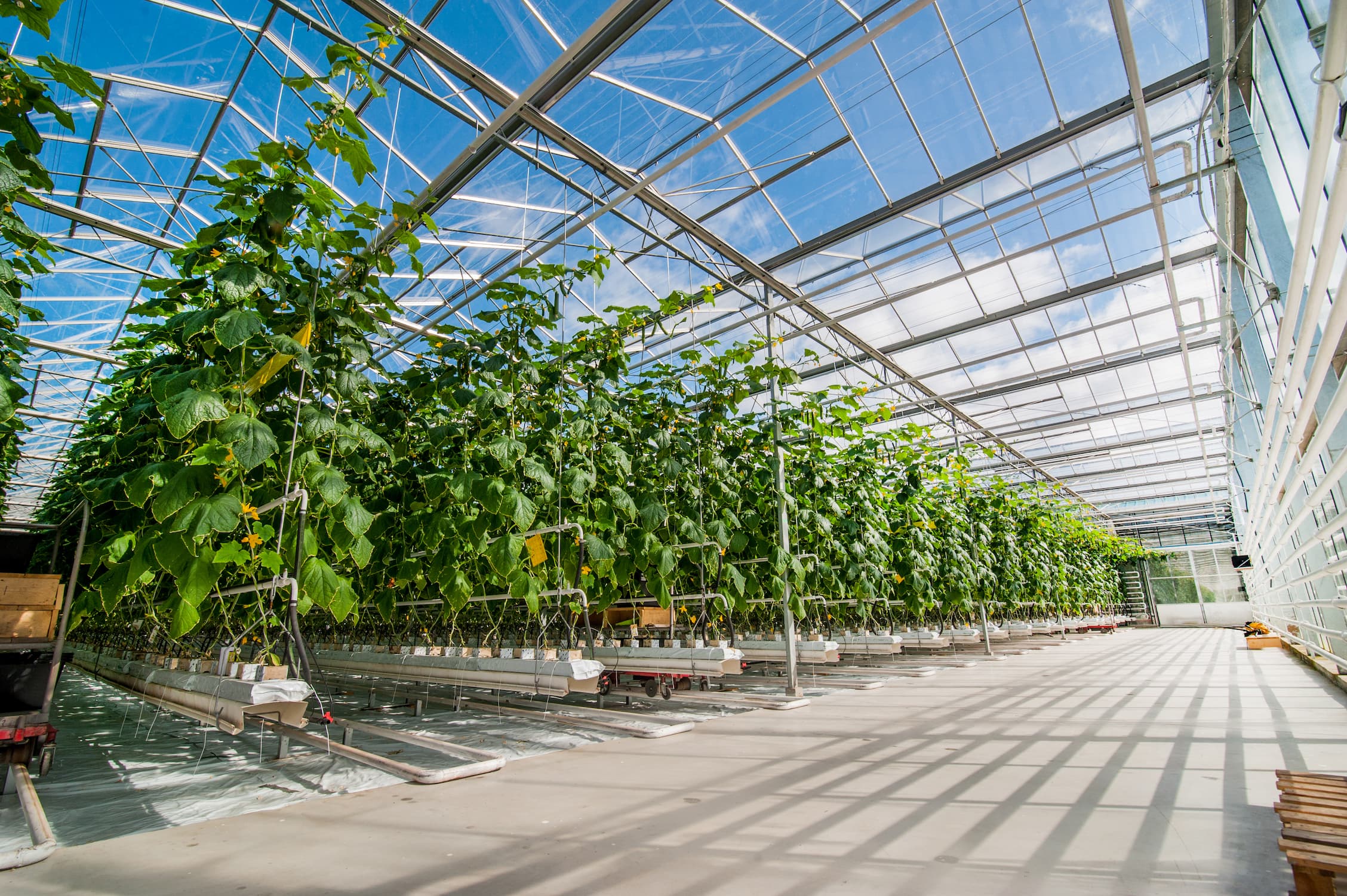 Greenhouse Construction