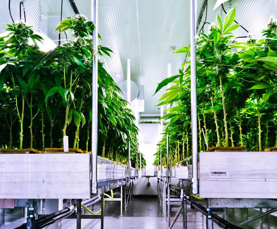 Marijuana Facility Commercial Greenhouse Structures