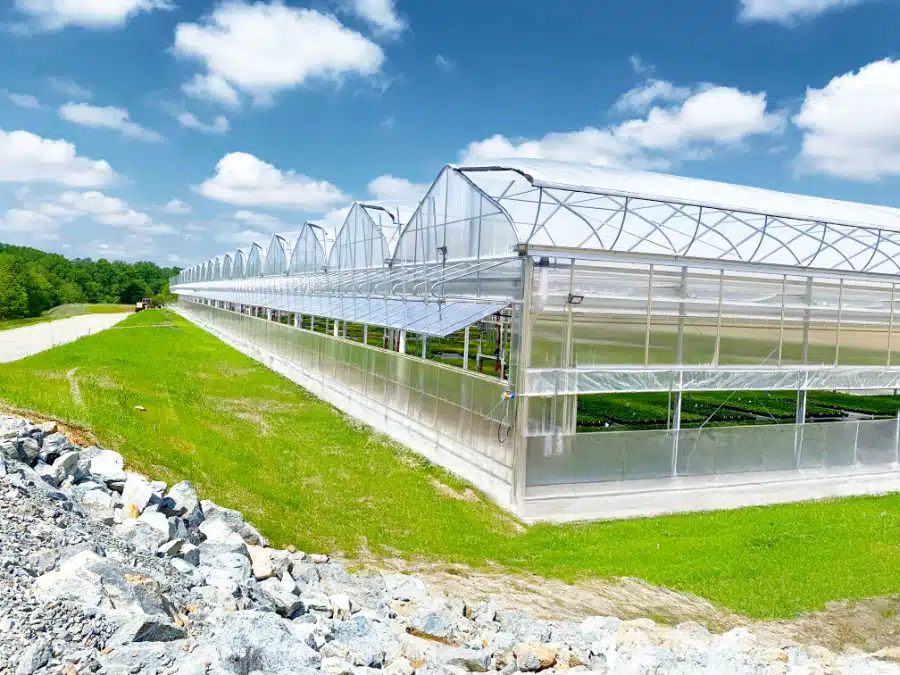 Harvesting Success: The Vital Role of Grower Knowledge in Greenhouse Planning
