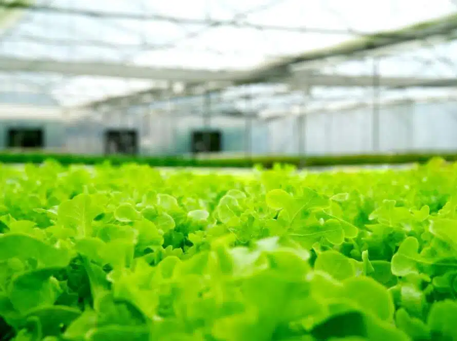 A close-up shot of vibrant green leafy lettuce growing inside a commercial greenhouse.Economic Uncertainty in Greenhouses