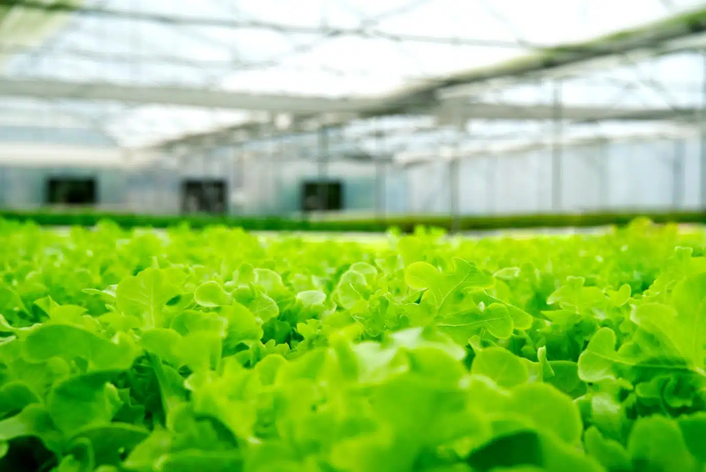 A close-up shot of vibrant green leafy lettuce growing inside a commercial greenhouse.Economic Uncertainty in Greenhouses