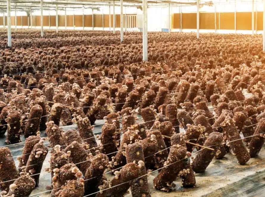 A wide-angle shot of a commercial indoor mushroom farm, with rows of mushroom growing bags on the floor.Tips for Growing Mushrooms in a Greenhouse