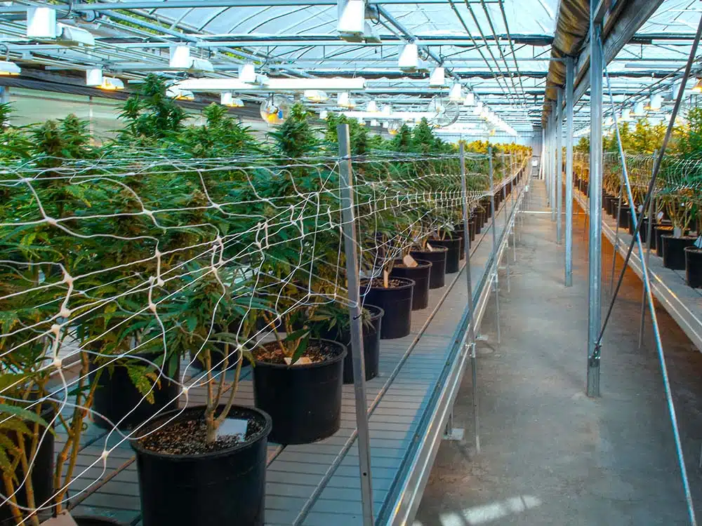 Cannabis Greenhouse Solutions