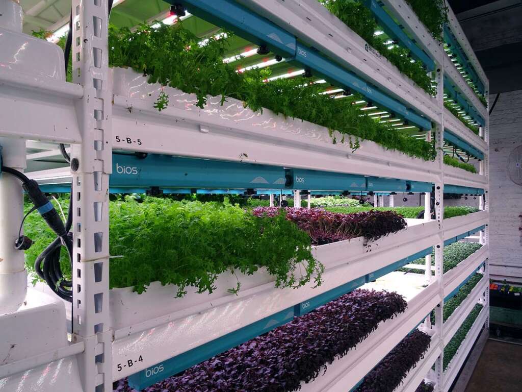 Vertical Growing System
