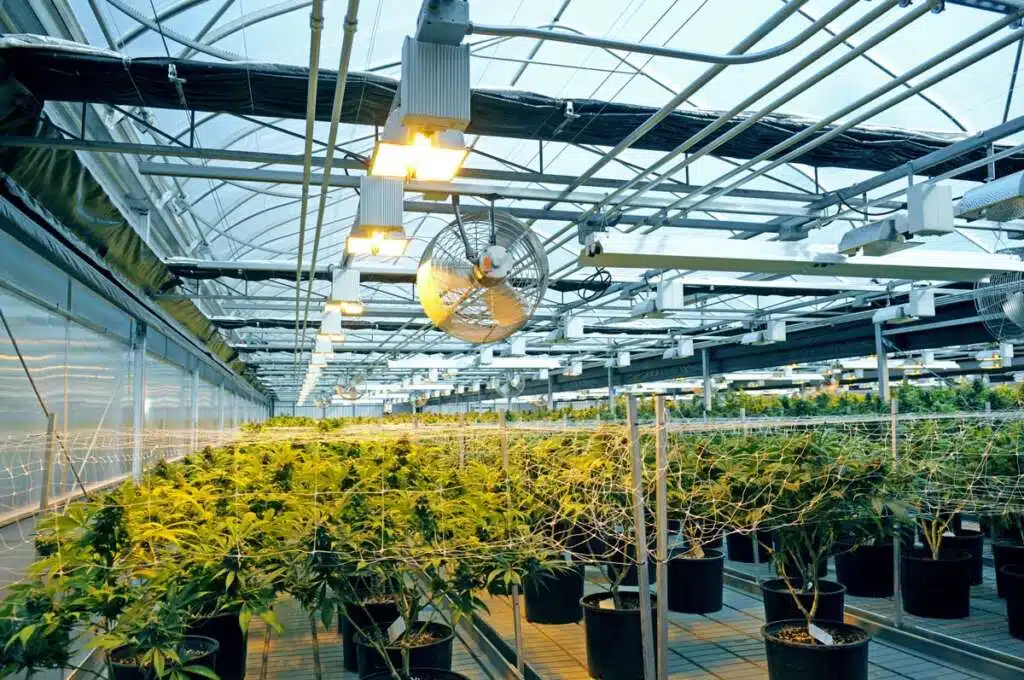 Cannabis Greenhouse