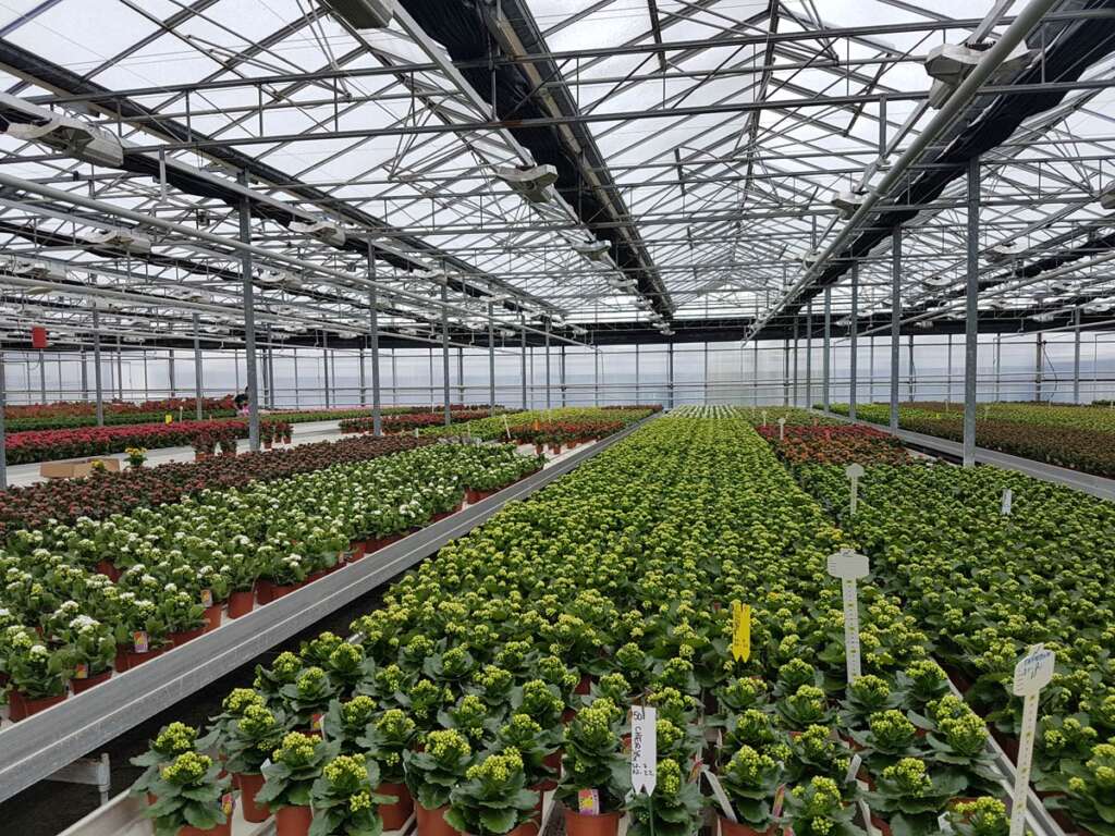 Custom Greenhouse Solutions
