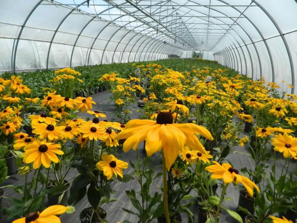 Floral-Greenhouse-Solutions