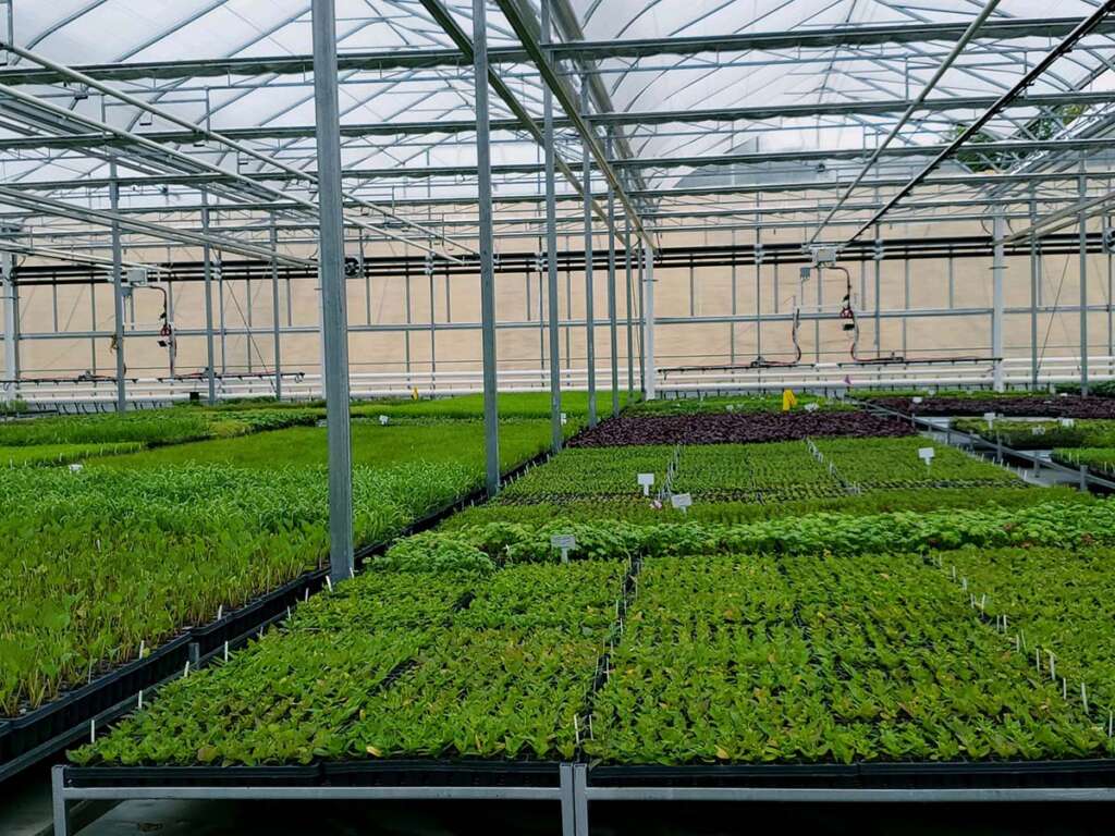 Greenhouse for Greens