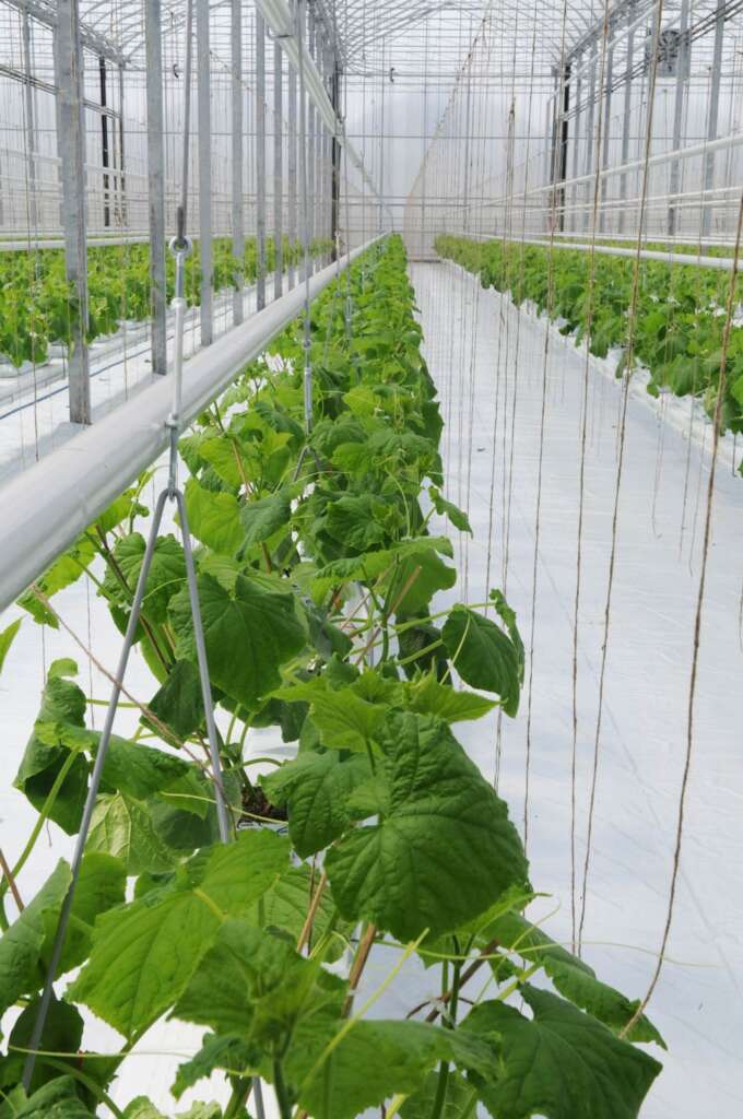 Produce Greenhouse