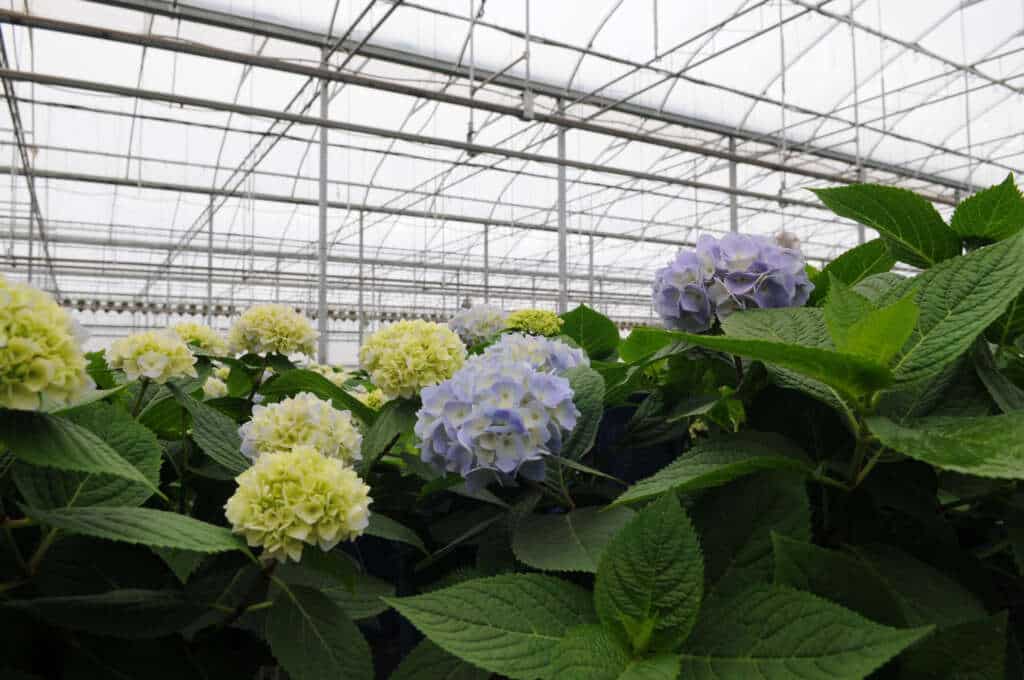 Durable & Efficient Greenhouse Structures