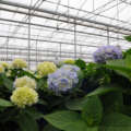 GGS, JGS, & Tasco Dome Unite As GGS Greenhouse Structures