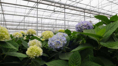 GGS Greenhouse Structures