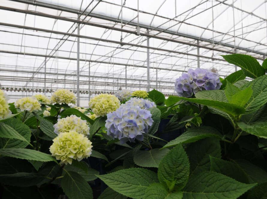GGS Greenhouse Structures