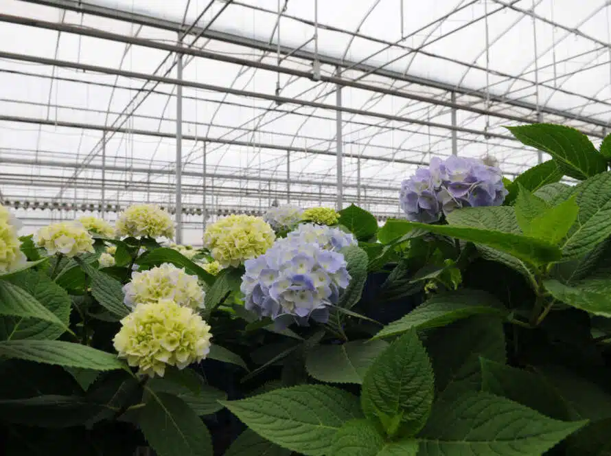 Durable & Efficient Greenhouse Structures