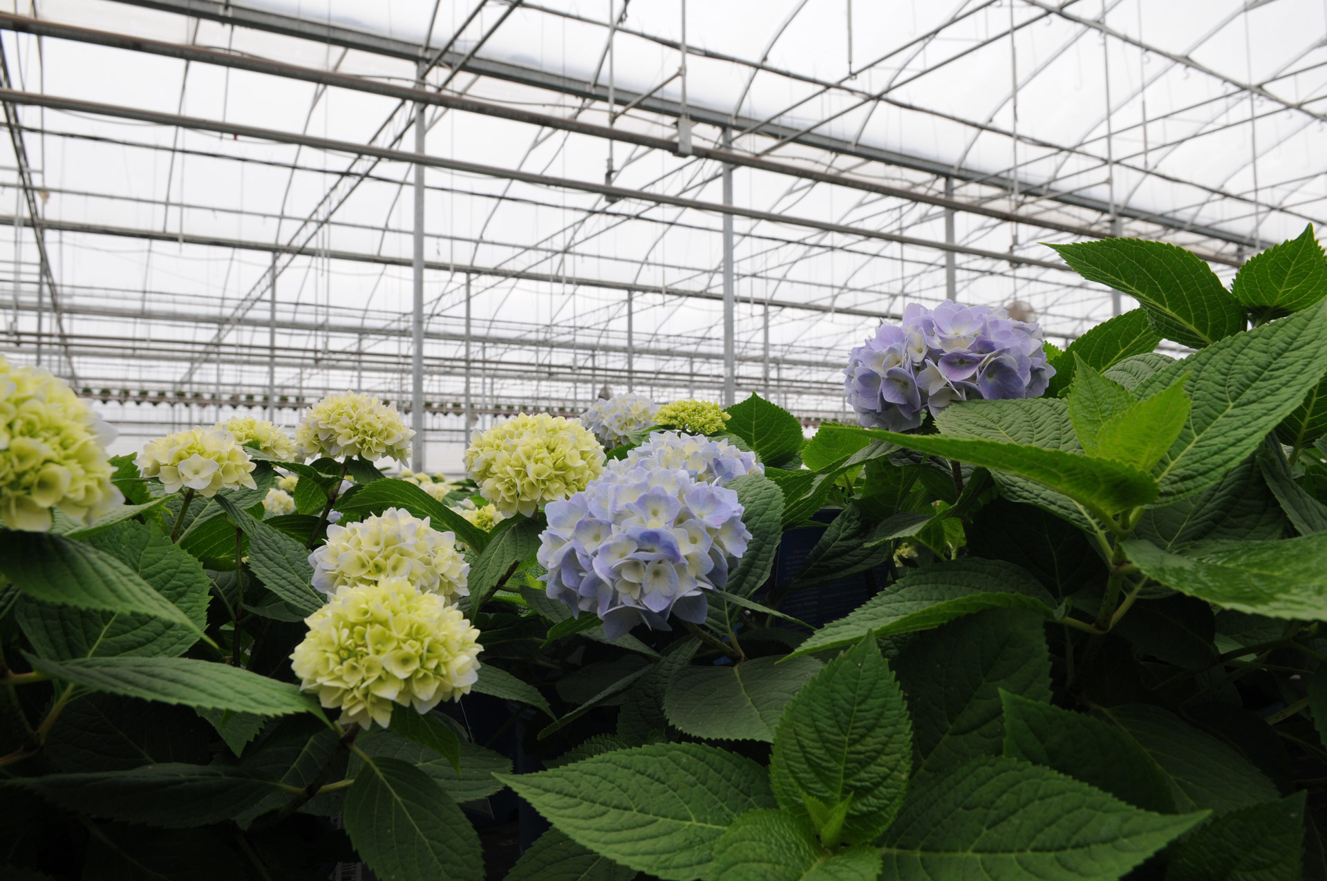 GGS Greenhouse Structures