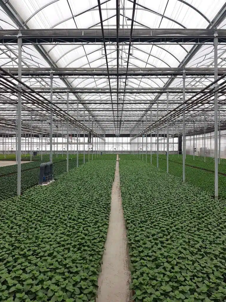 Interior of a large commercial greenhouse with rows of young green plants and a central walkway.