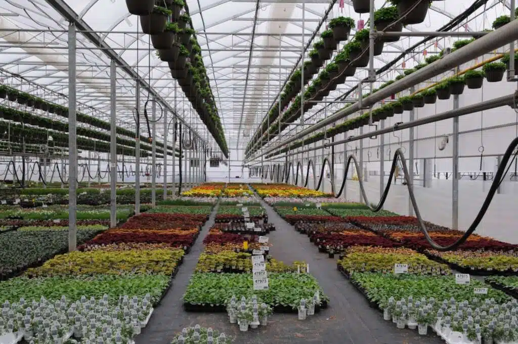 Inside a greenhouse structure with plants