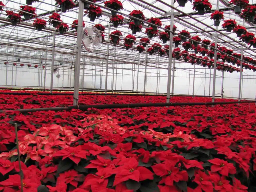 Poinsettias in a indoor greenhouse structure