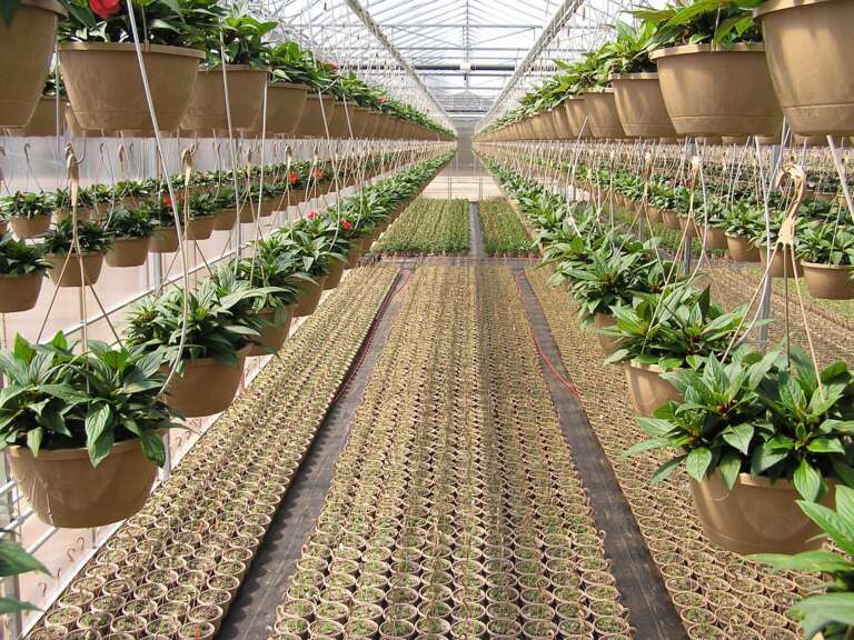 Greenhouse ROI: How to Measure Success in Controlled Agriculture