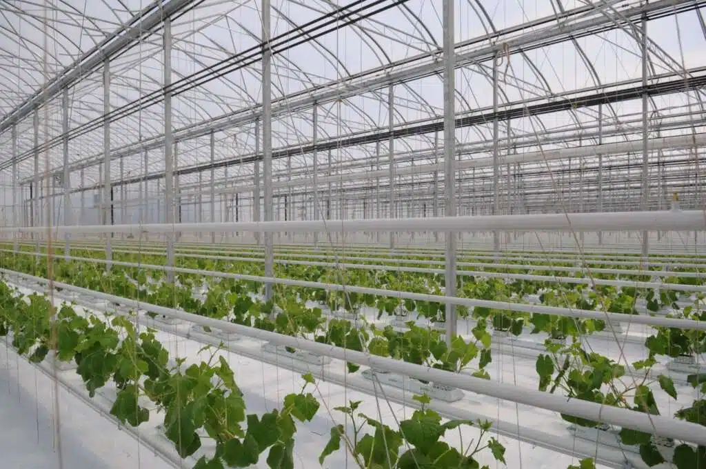 inside a greenhouse structure