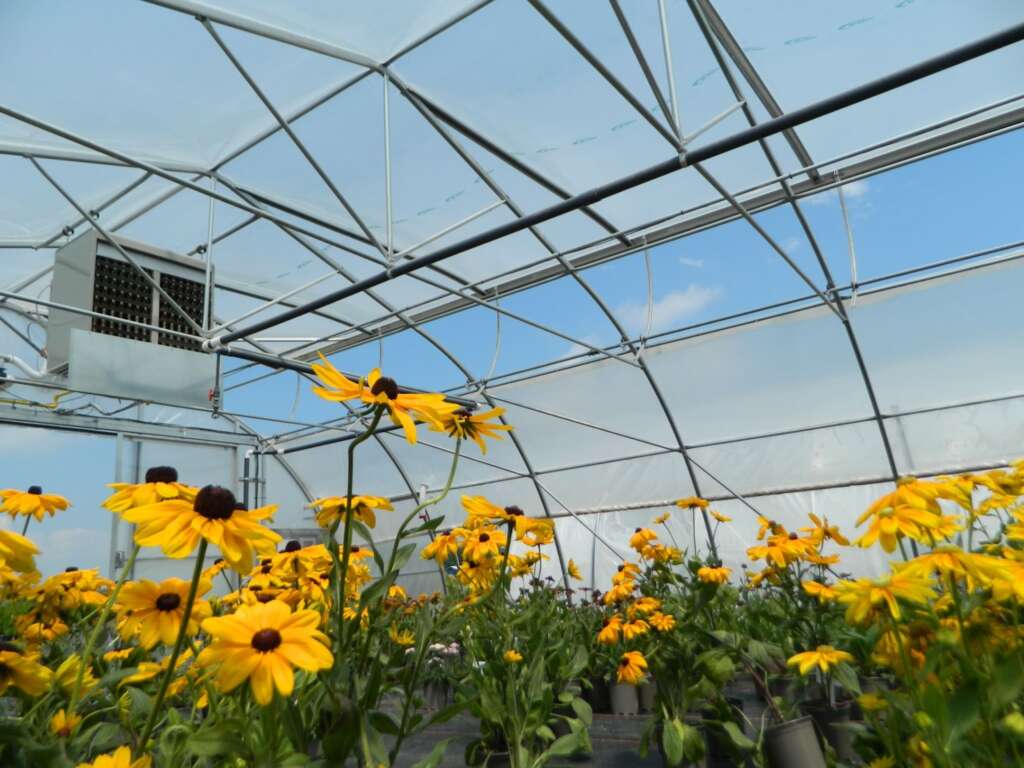 yellow daisies inside a greenhouse structure