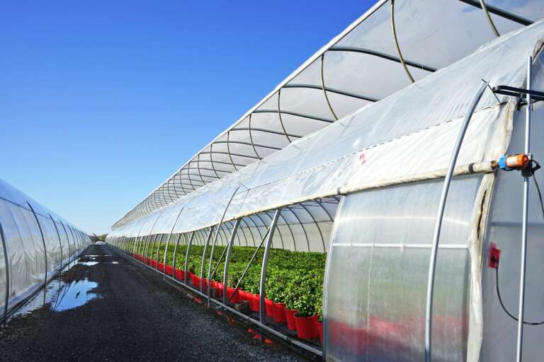 Greenhouse Trends, Opportunities, and Challenges