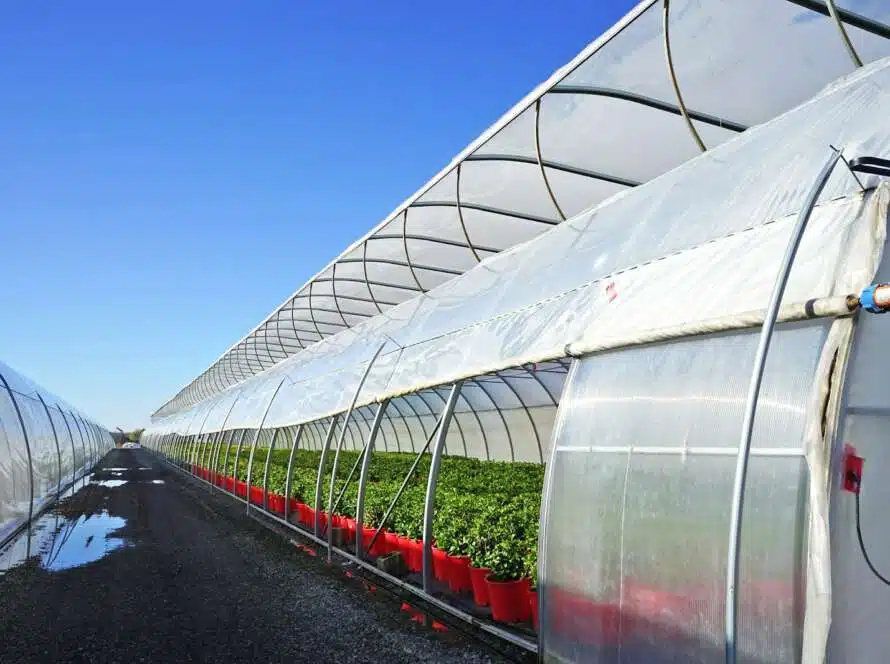 Greenhouse Trends, Opportunities, and Challenges