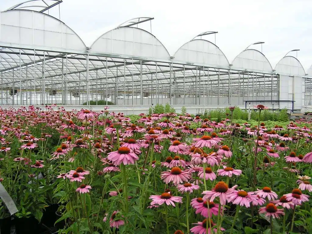 greenhouse structure with pink flowers