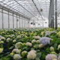 Top Considerations When Designing a Commercial Greenhouse Facility