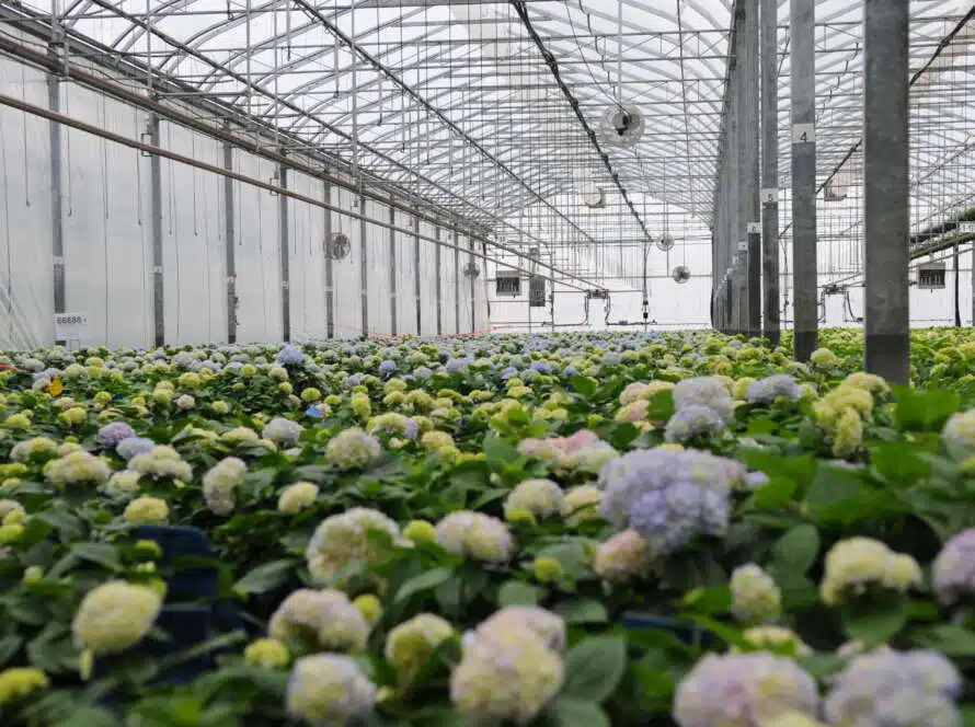 Top Considerations When Designing a Commercial Greenhouse Facility