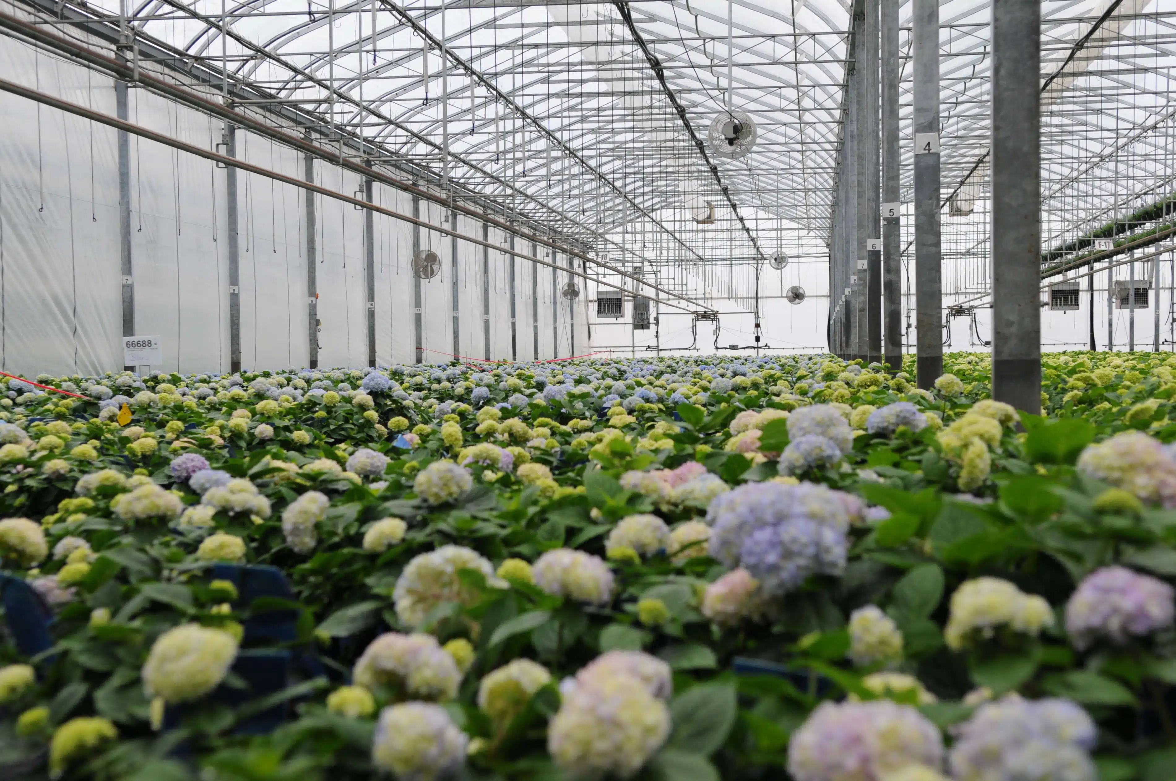 Top Considerations When Designing a Commercial Greenhouse Facility