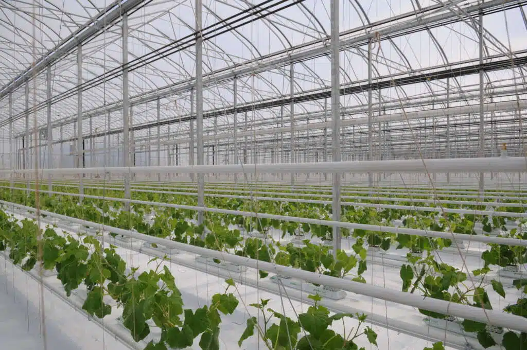 commercial greenhouse structure