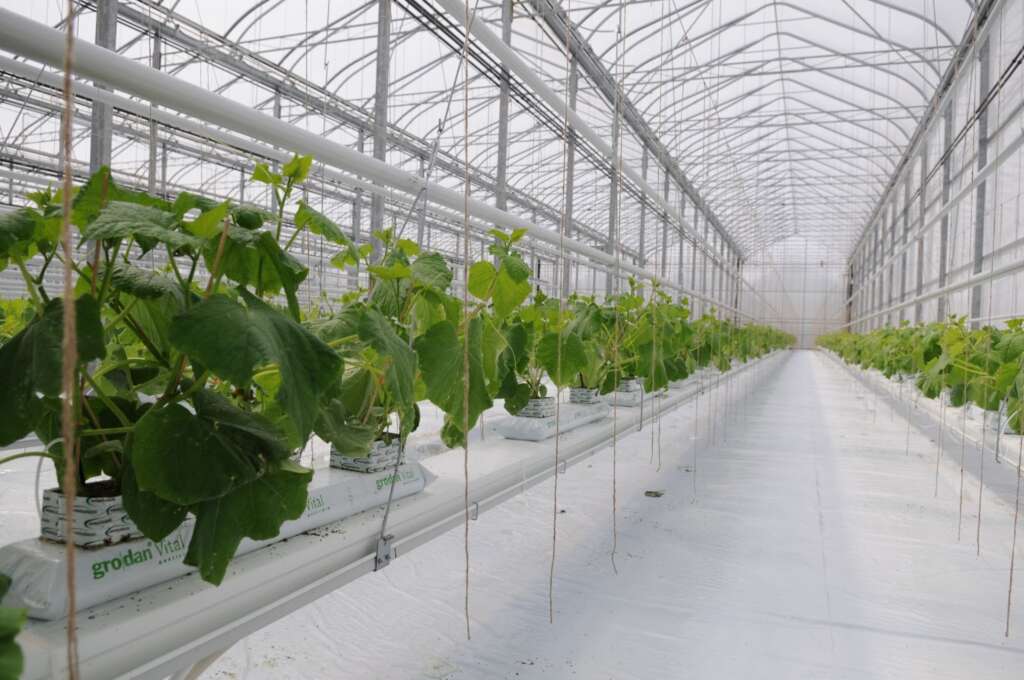 Plants hanging in greenhouse