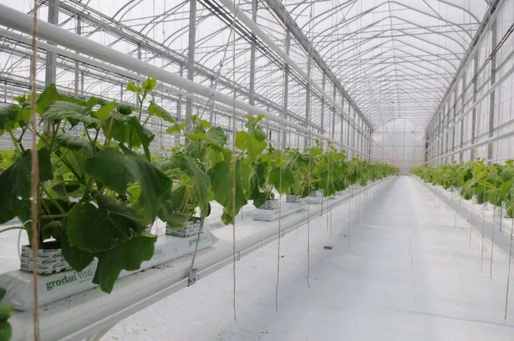 Plants hanging in greenhouse