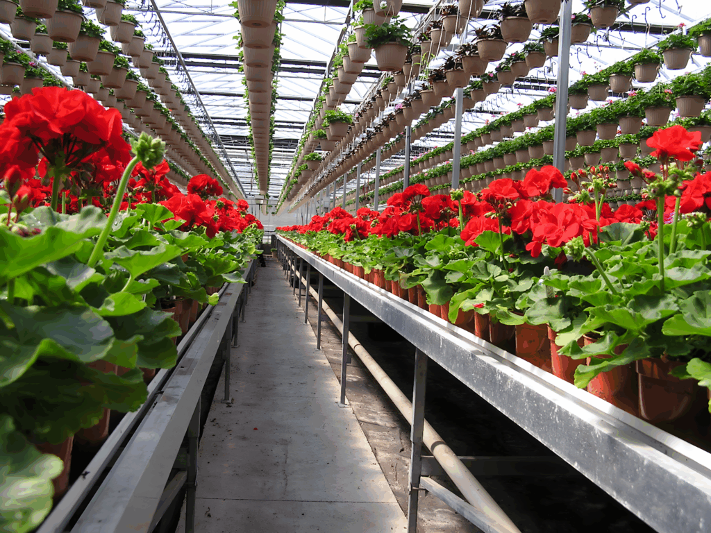 inside a greenhouse structure