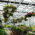 Poly vs Glass Greenhouses: Which Is Right for Your Operation?