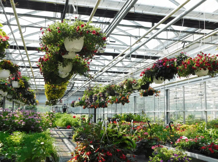Poly vs Glass Greenhouses: Which Is Right for Your Operation?