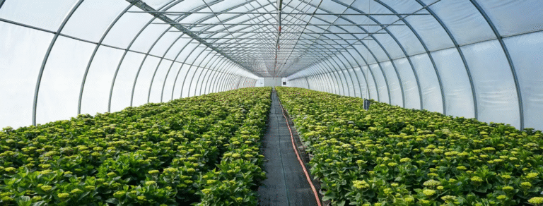 How Long Does Greenhouse Construction Take? A Step-by-Step Timeline