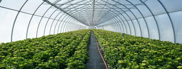 How Long Does Greenhouse Construction Take? A Step-by-Step Timeline